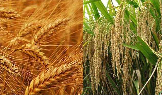 کاهش شدید قیمت جهانی گندم و برنج
