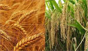 کاهش شدید قیمت جهانی گندم و برنج