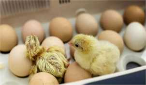 خیز وزارت جهادکشاورزی برای واردات ۹۵ میلیون تخم‌مرغ نطفه‌دار