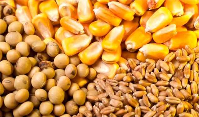 افزایش شدید قیمت گندم و خوراک‌دام در بازارهای جهانی