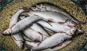 خشکسالی تولید ماهی را ۲۰ هزار تن کاهش داد/ کرونا امکان صادرات قزل‌آلا به چین را گرفت