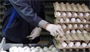 تخم مرغ‌ دانه‌ای ۱۴۴۰ تومان شد/ کاهش قیمت با افزایش عرضه