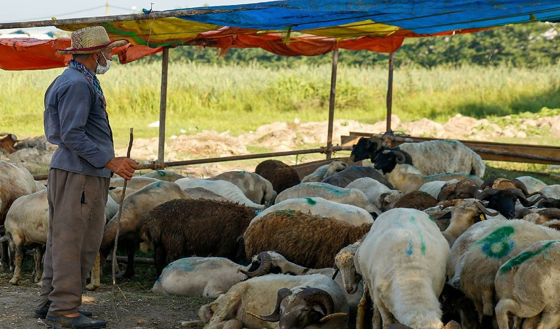قیمت خرید حمایتی دام روستایی ابلاغ شد/ هر کیلو گوسفند نر ۶۲ هزار تومان