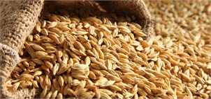 نیازمند واردات ۷.۵ میلیون تن گندم در سال جاری هستیم/ روسیه تامین کننده اصلی گندم ایران