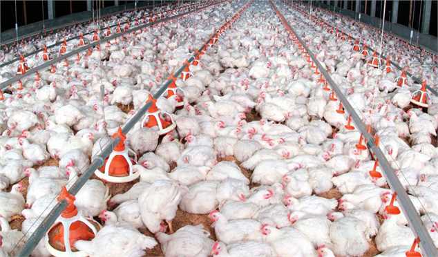کمبود عرضه مرغ با نرخ مصوب ارتباطی به تولید ندارد/ جوجه‌ریزی آبان به بالای ۱۲۰ میلیون قطعه می‌رسد