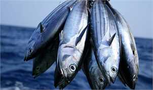 قیمت ماهی جنوب به مرز ۲۰۰ هزار تومان رسید/ اعلام نرخ انواع ماهی در بازار/ ذخایر دریایی کاهش یافت