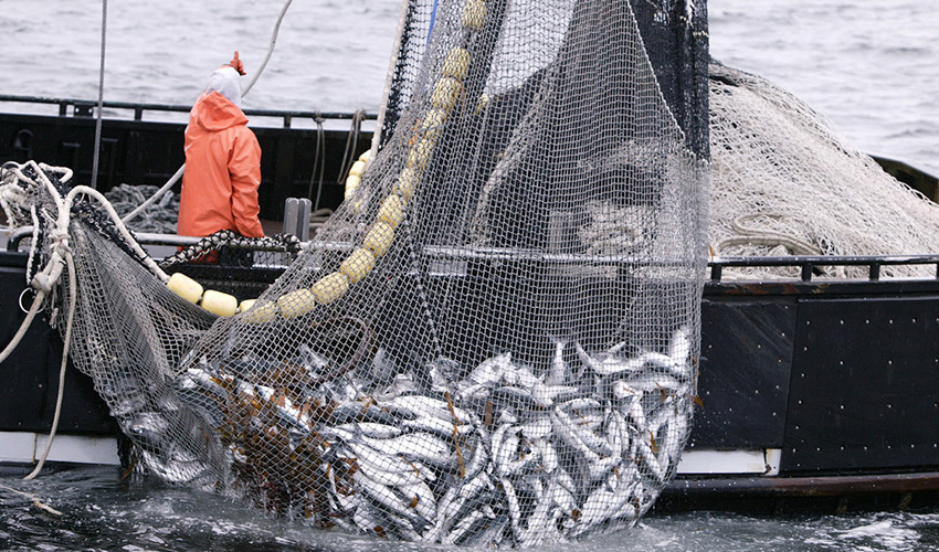 ثبات نرخ انواع ماهی در بازار/کمبود صید، ماهی جنوب را به مرز ۲۰۰ هزار تومان رساند