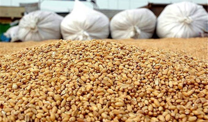 معاون وزیر جهاد کشاورزی: اصلاح ارز ترجیحی ظرفیت تولید خوارک دام را تا حد زیادی افزایش می‌دهد