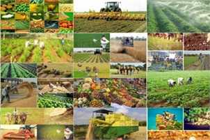 محصولات کشاورزی تضمینی خریداری می‌شوند