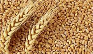 رکورد جدید افزایش قیمت گندم در بازارهای جهانی/ رشد 7 دلاری در یک روز
