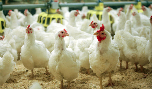 تورم تولیدکننده مرغداری‌ها به ۳۳.۴ درصد رسید