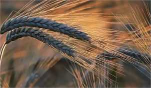 با ادامه بحران اوکراین گندم در بازار جهانی گران‌تر شد
