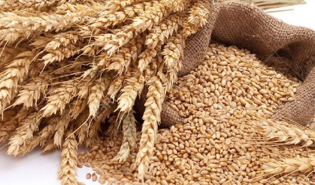 نگرانی جهانی نسبت به تامین گندم ادامه دارد