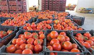 گوجه فرنگی لب مرز کیلویی ۱۷ هزار تومان شد/ آغاز صادرات به سوریه از طریق عراق