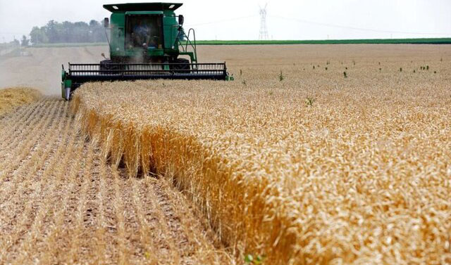 ذخایر گندم جهانی در پایین‌ترین سطح ۶ سال اخیر!