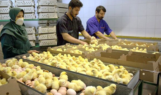 کاهش قیمت جوجه یک روزه به ۲۵۰۰ تومان/ مرغ در دست تولیدکنندگان مانده است