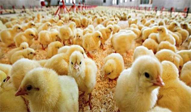 تسهیل در صادرات با حذف تعرفه مرغ، تخم‌مرغ و جوجه یک‌روزه