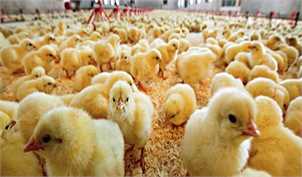 تسهیل در صادرات با حذف تعرفه مرغ، تخم‌مرغ و جوجه یک‌روزه