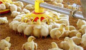 توزیع جوجه‌های یکروزه در روستاها/ افزایش ۵ برابری نرخ نهاده‌های اصلی مرغ
