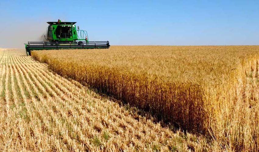 فائو: پیش‌بینی افزایش ۳۴ درصدی تولید غلات ایران و کاهش ۲۵ درصدی واردات