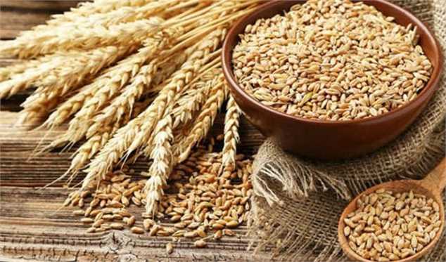افزایش قیمت گندم در بازارهای جهانی امروز بیش از 11 دلار شد