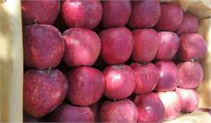 صادرات سیب به پاکستان آزاد شد