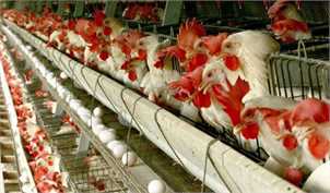 قرارگاه امنیت غذایی قیمت مرغ زنده را تعیین کرد