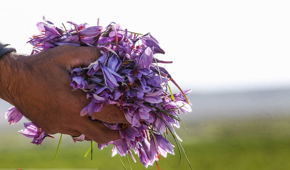 کاهش ۲۰ تا ۴۰ درصدی صادرات زعفران/ تکلیف ۲ تن زعفران هنوز مشخص نشده است