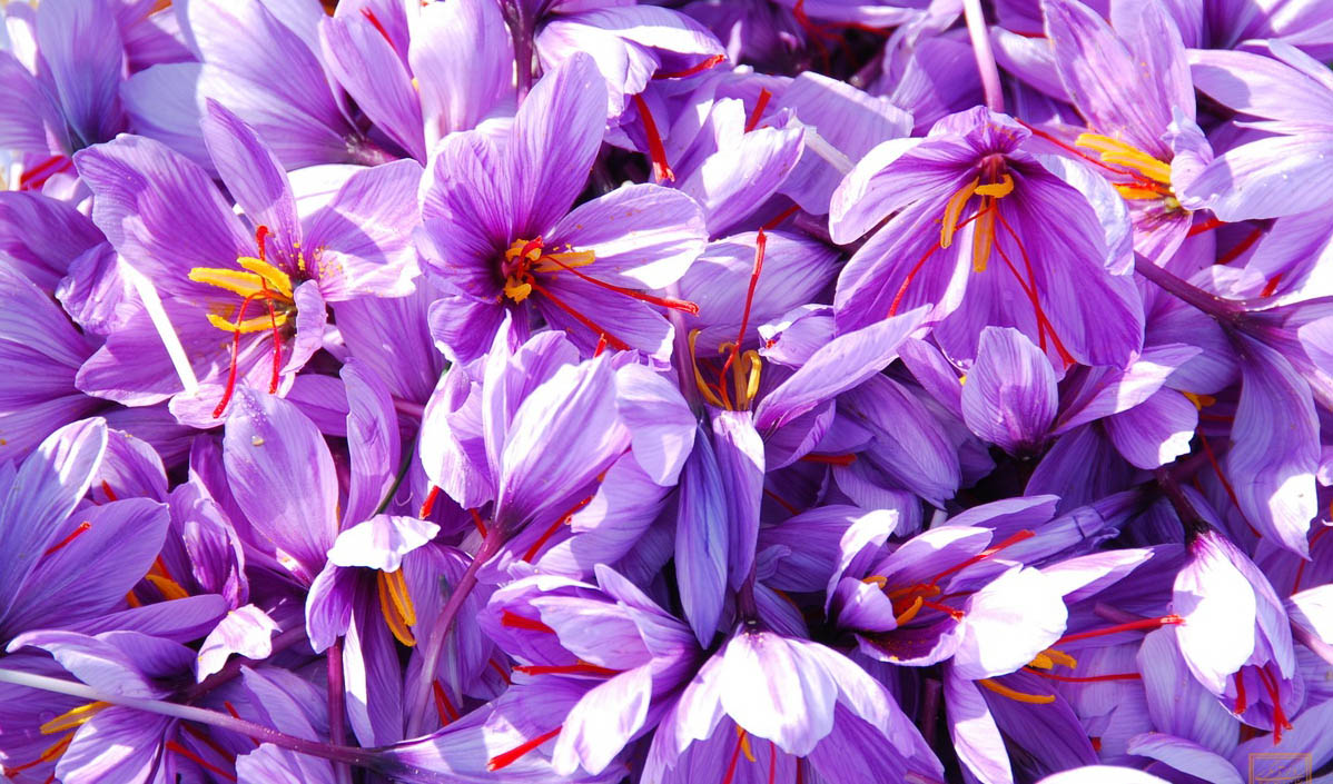 کاهش ۴۵ درصدی صادرات زعفران در ۶ ماه اخیر