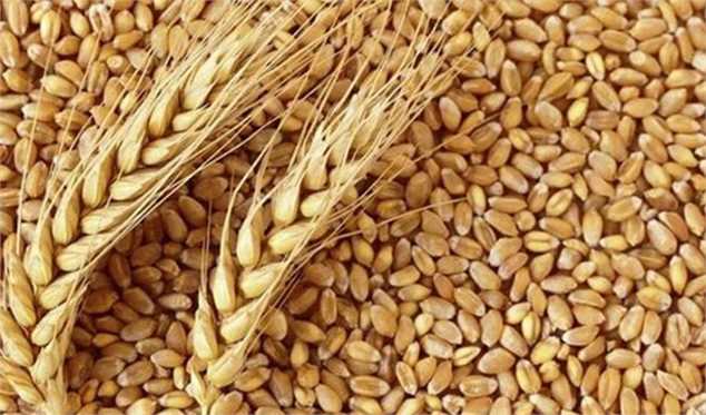 آغاز صادرات گندم و غلات اوکراین از فردا