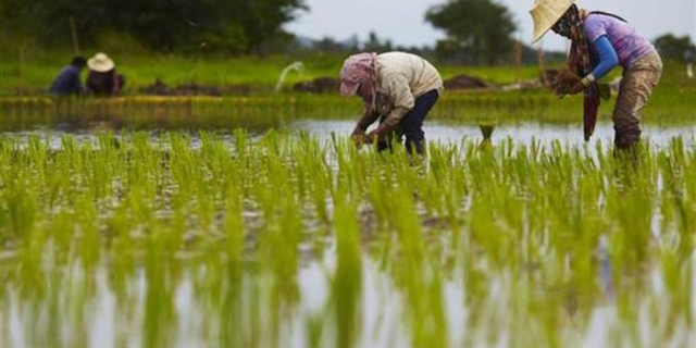 منابع جهانی برنج در معرض خطر قرار دارند!؟