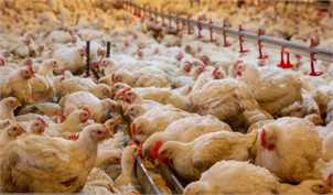 کاهش سرانه مصرف مرغ در کشور/ ریزش ۳۰ میلیون قطعه‌ای جوجه‌ریزی در تیرماه