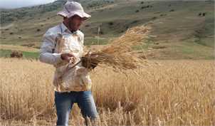 خشکسالی، ۸۰ درصد تولید گندم استان‌های جنوبی را خشکاند/ ۱۵ هزارمیلیارد از مطالبات گندمکاران پرداخت نشد