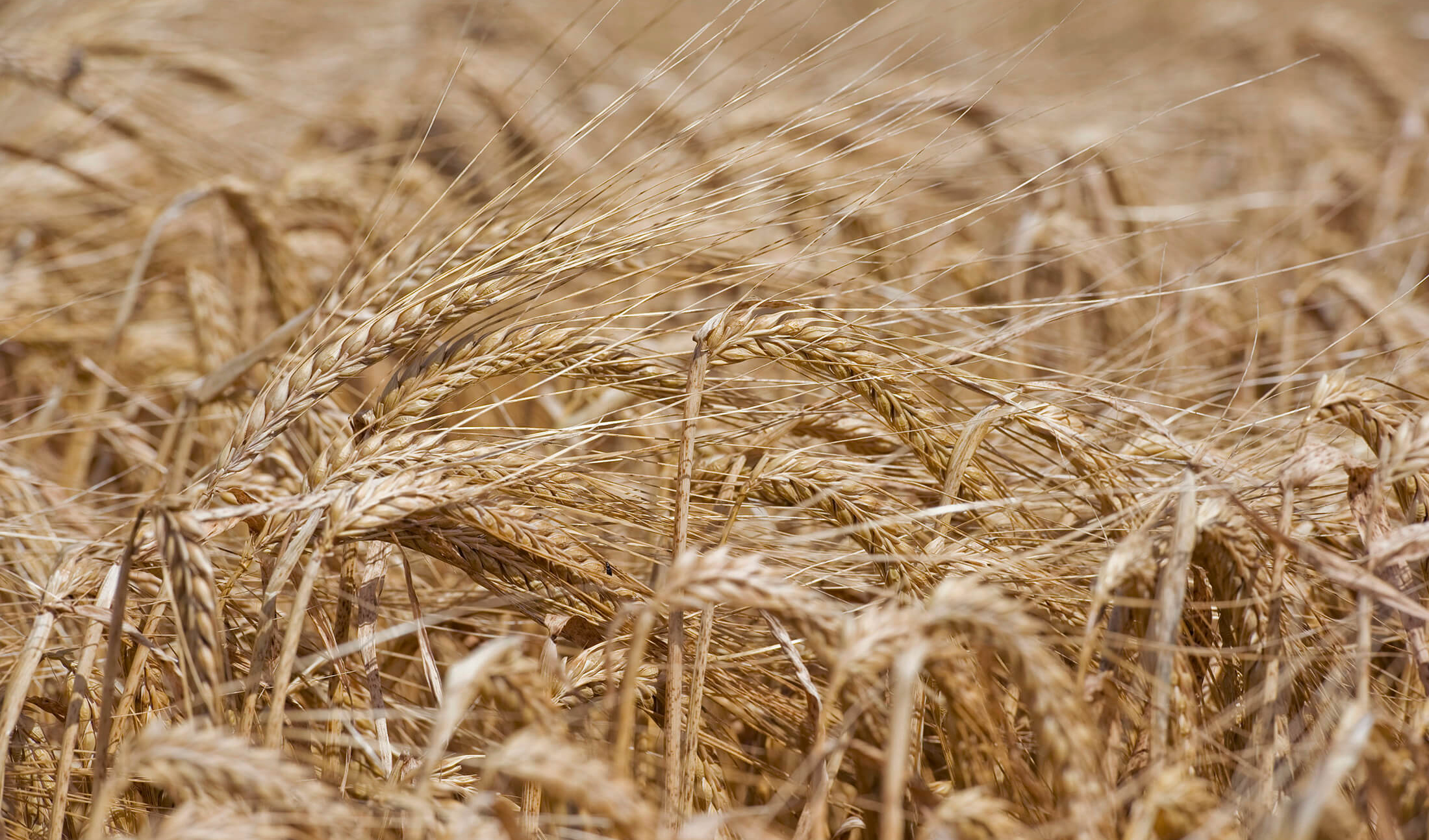 قیمت خرید تضمینی گندم برای سال زراعی جدید ۱۳ هزار تومان تعیین شد