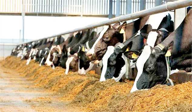 صادرات دام اجرایی نشد/ درخواست برای افزایش قیمت شیر و گوشت
