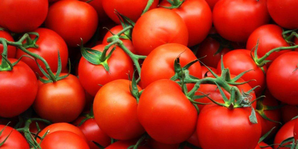 اخذ عوارض صادرات گوجه‌فرنگی در پیک برداشت منطقی نیست