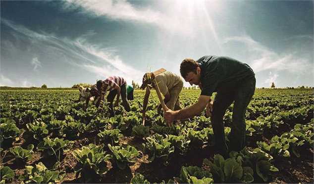 تولید محصولات کشاورزی به ۱۵۲ میلیون تن می‌رسد