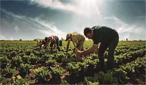 تولید محصولات کشاورزی به ۱۵۲ میلیون تن می‌رسد