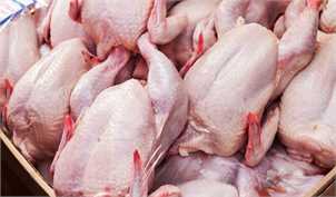 صادرات مرغ و تخم‌مرغ به کویت آزاد شد/ آنفولانزا فوق حاد پرندگان مشاهده نشده است