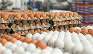افزایش اندک قیمت تخم‌مرغ/ سود بالای دولت از محل آزادسازی نرخ نهاده‌ها