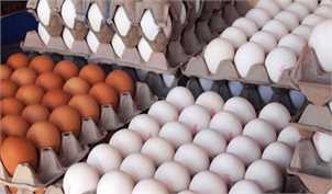 عرضه هر عدد تخم‌مرغ بالاتر از ۳ هزار تومان گران‌فروشی است