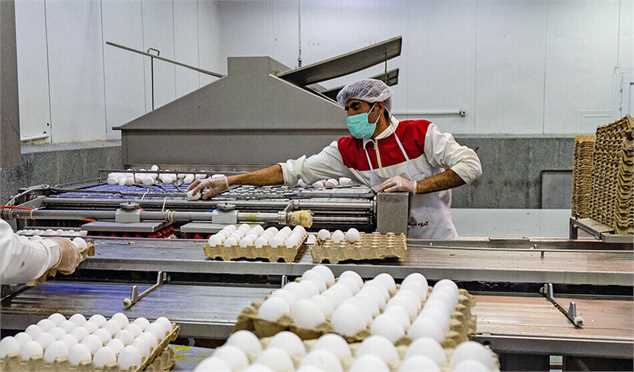 قیمت هر شانه تخم‌مرغ بیشتر از ۹۰ هزار تومان گران فروشی محسوب می‌شود