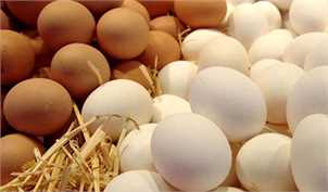 صادرات تخم مرغ صفر شده است