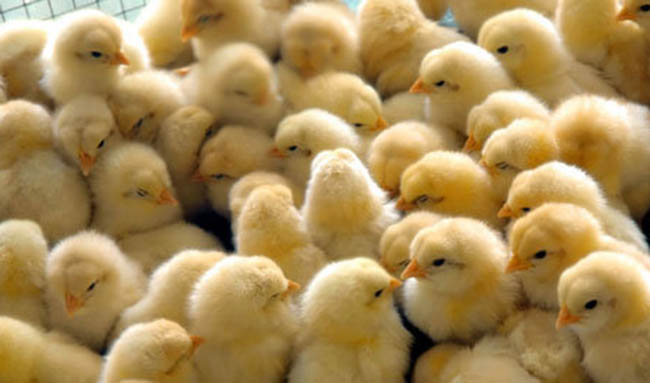 کاهش ۳۰ درصدی خرید مرغ / ۱۵ میلیون تخم مرغ از چرخه تولید خارج شد