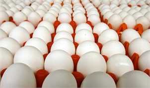 قیمت تخم‌مرغ ۲۰ درصد کمتر از نرخ مصوب است