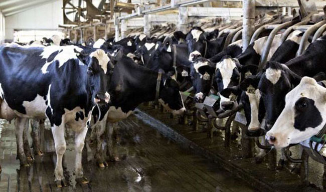 تعداد گاو و گوساله پروار شده کشور ۲۲ درصد کاهش یافت