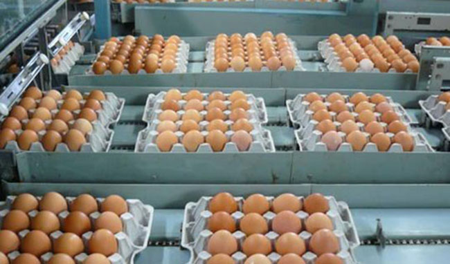 هر کیلو تخم‌مرغ ۴ تا ۵ هزارتومان کمتر از نرخ مصوب عرضه می‌شود