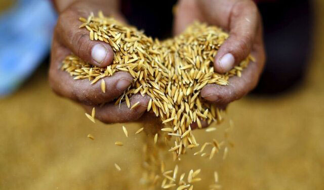 صادرات برنج تایلند صعودی شد