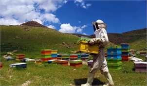ایران در رده سوم تولیدکنندگان عسل در دنیا
