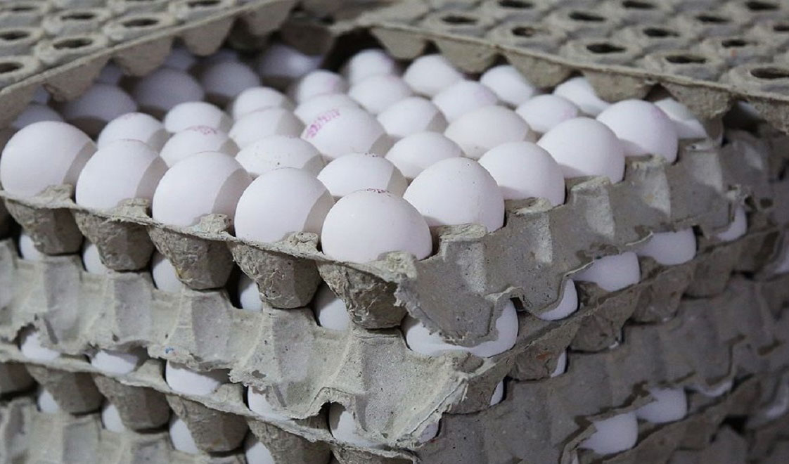 هیچ گونه افزایش قیمتی در خصوص تخم مرغ نداریم
